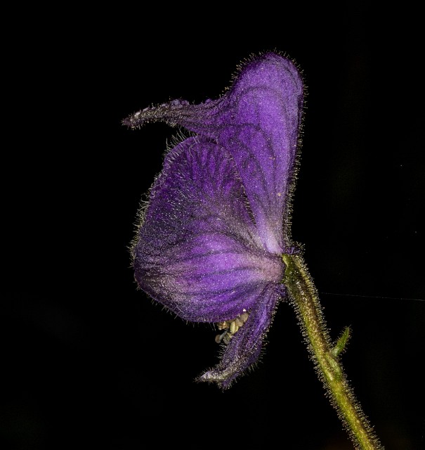 153Acontinum columbianum 19-7047.jpg